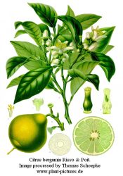 bergamot-wiki-creative-commons-public-domain-copyright-expired-koeh-183