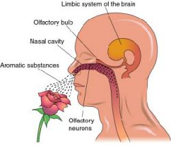 Aromatherapy physiolgical effect diagram